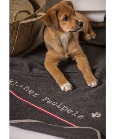 Haustierdecke / kleiner Faulpelz